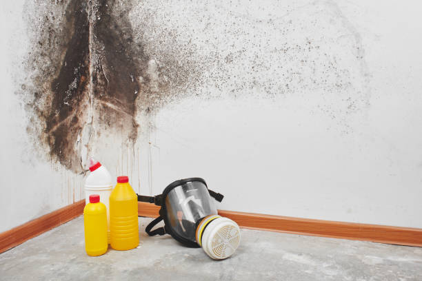 Best Mold Removal Near Me  in Brighton, MI