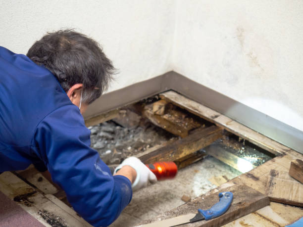 Best Crawl Space Mold Removal  in Brighton, MI