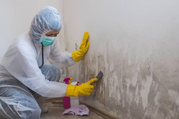 Best Black Mold Removal  in Brighton, MI
