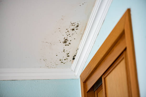 Best Commercial Mold Removal  in Brighton, MI