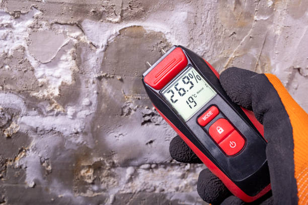 Best Local Mold Removal Service  in Brighton, MI