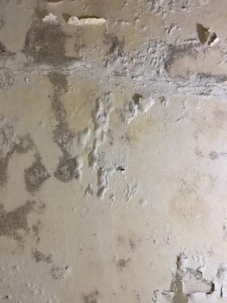 Best Same-Day Mold Removal  in Brighton, MI