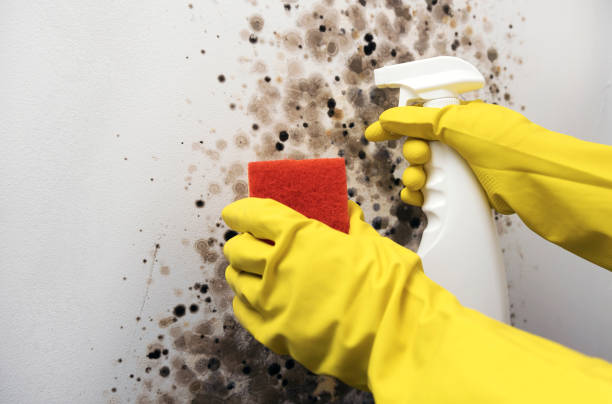 Trusted Brighton, MI Mold Removal Experts