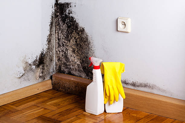 Best Mold Remediation  in Brighton, MI