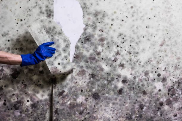 Best Mold Cleaning Services  in Brighton, MI