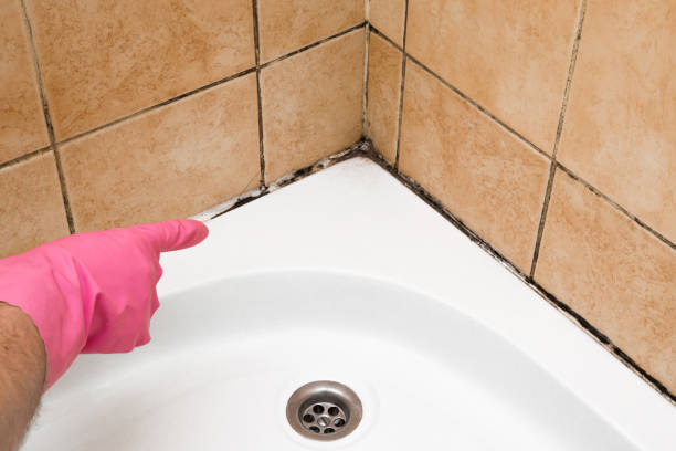 Mold Testing and Removal in Brighton, MI